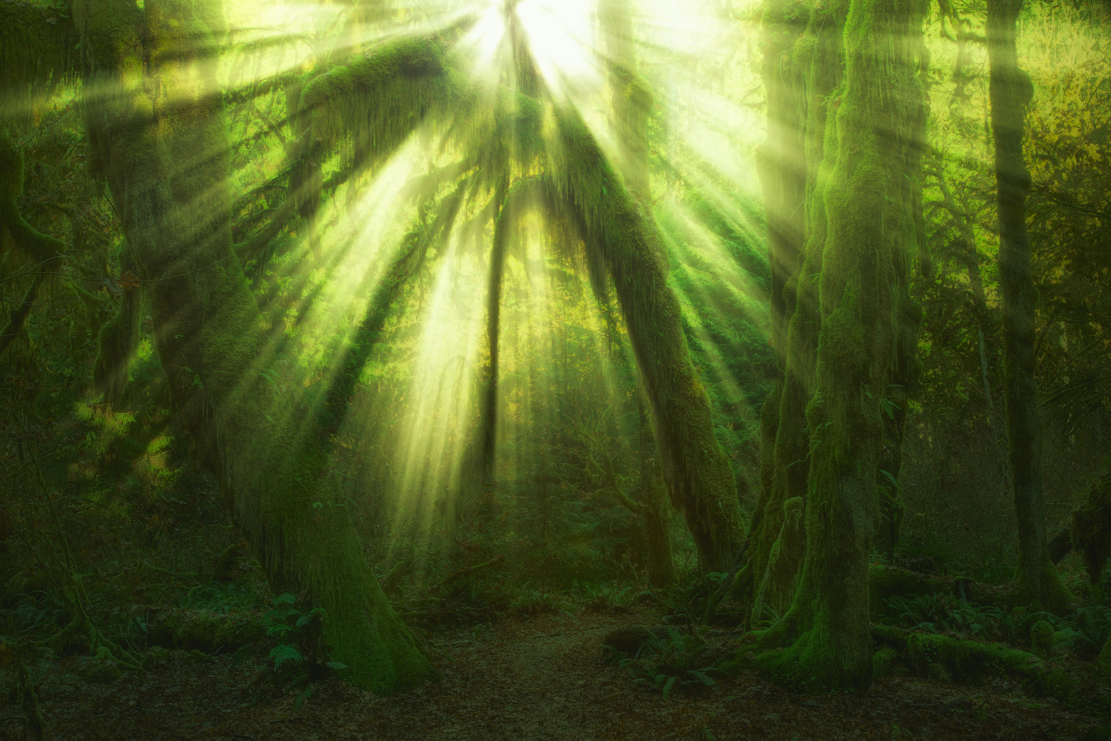 Tajemství pralesa (Washington, USA)